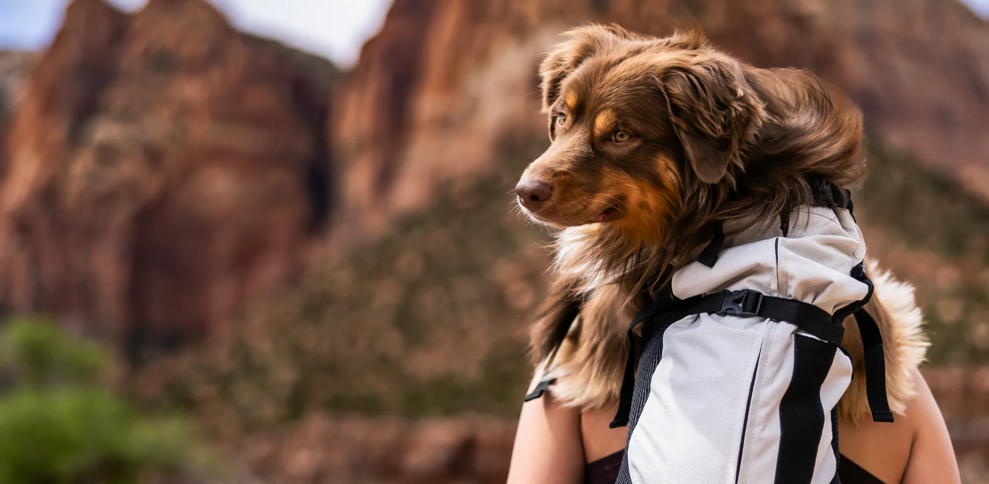 Adventure Together, Paw in Hand
